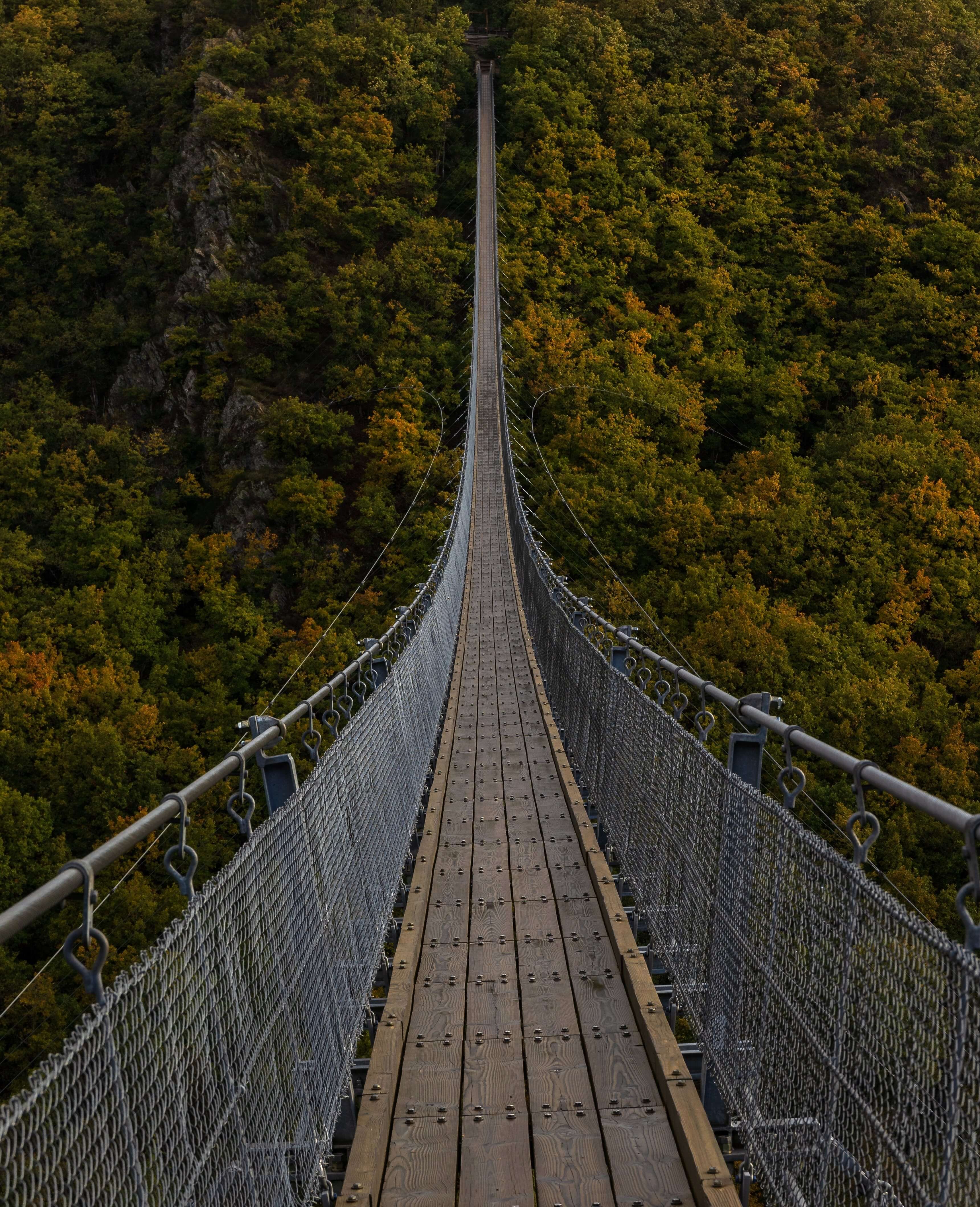 photo of a long wood bridge over trees